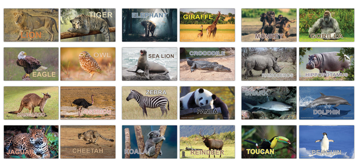 動物園学 - Zoo Animals Our Animals - Bronx Zoo