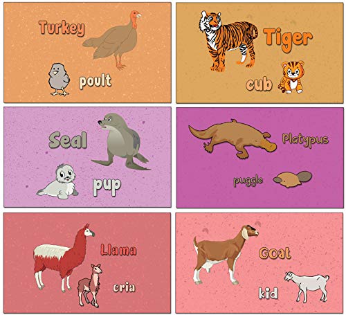 Animals Alphabet Flash Cards for Children (104-Pack - 26 cards with front and back designs x 4 sets)