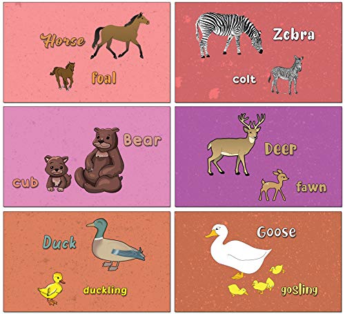 24 Animal Sounds Learning Flash Cards (60-Pack - 12 cards front & back designs x 5 sets)