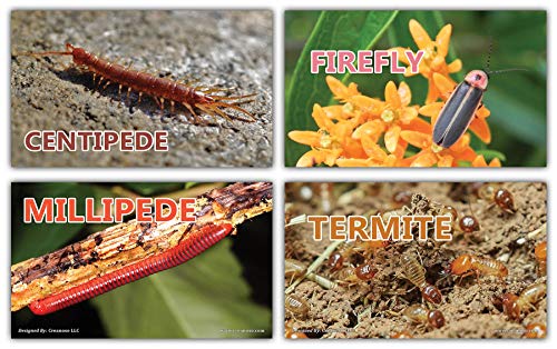 Creanoso Basic Educational Insects Flash Cards (120-Pack) â€“ Unique Educational Cards Gift Set â€“ Great Stocking Stuffers Gift for Kids, Boys & Girls â€“ Teaching Materials