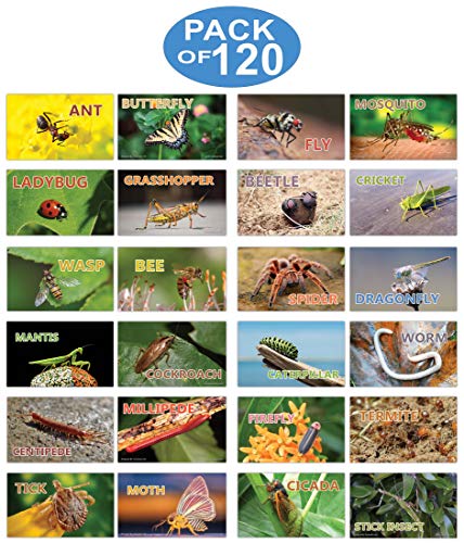 Creanoso Basic Educational Insects Flash Cards (120-Pack) â€“ Unique Educational Cards Gift Set â€“ Great Stocking Stuffers Gift for Kids, Boys & Girls â€“ Teaching Materials