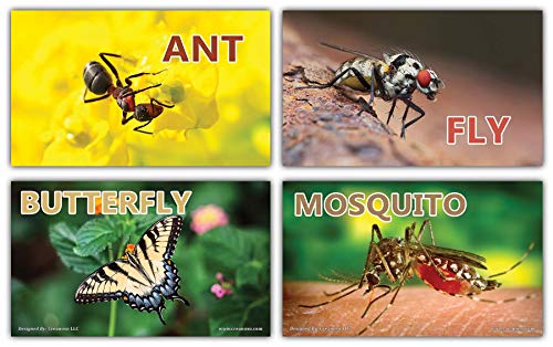 Creanoso Basic Educational Insects Flash Cards (120-Pack) â€“ Unique Educational Cards Gift Set â€“ Great Stocking Stuffers Gift for Kids, Boys & Girls â€“ Teaching Materials