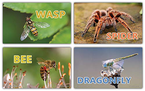 Creanoso Basic Educational Insects Flash Cards (120-Pack) â€“ Unique Educational Cards Gift Set â€“ Great Stocking Stuffers Gift for Kids, Boys & Girls â€“ Teaching Materials