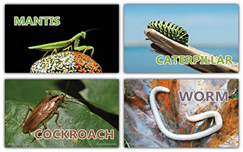 Creanoso Basic Educational Insects Flash Cards (120-Pack) â€“ Unique Educational Cards Gift Set â€“ Great Stocking Stuffers Gift for Kids, Boys & Girls â€“ Teaching Materials