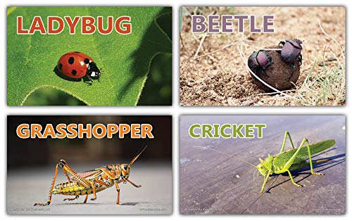 Creanoso Basic Educational Insects Flash Cards (120-Pack) â€“ Unique Educational Cards Gift Set â€“ Great Stocking Stuffers Gift for Kids, Boys & Girls â€“ Teaching Materials