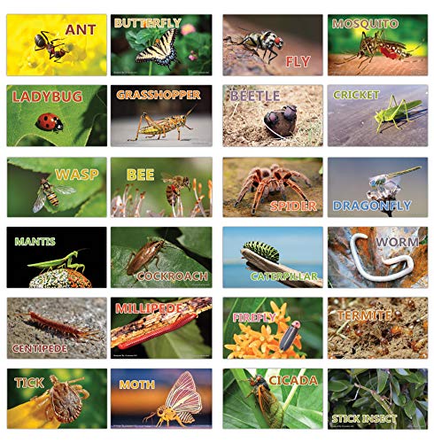 Creanoso Basic Educational Insects Flash Cards (120-Pack) â€“ Unique Educational Cards Gift Set â€“ Great Stocking Stuffers Gift for Kids, Boys & Girls â€“ Teaching Materials