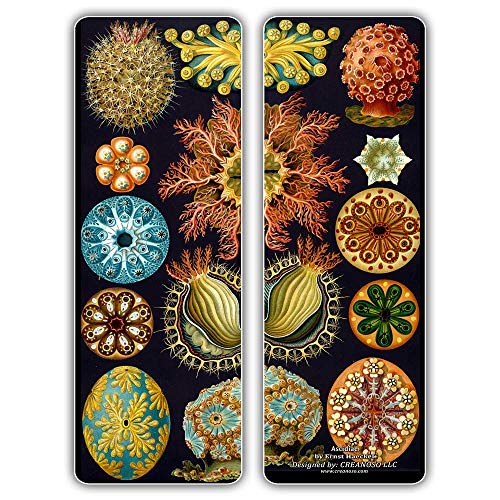 Creanoso Beautiful Bookmarks Cards Series 1 (30-Pack) - Ernst Haeckel Print Drawings - Cool Room Decal Wall Decor - Stocking Stuffers Gifts for Men Women Teens Kids
