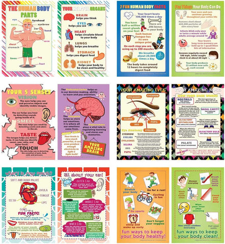 Creanoso Human Body Educational Learning Posters (12-Pack) - Pretty Favors Teacher Teaching Supply