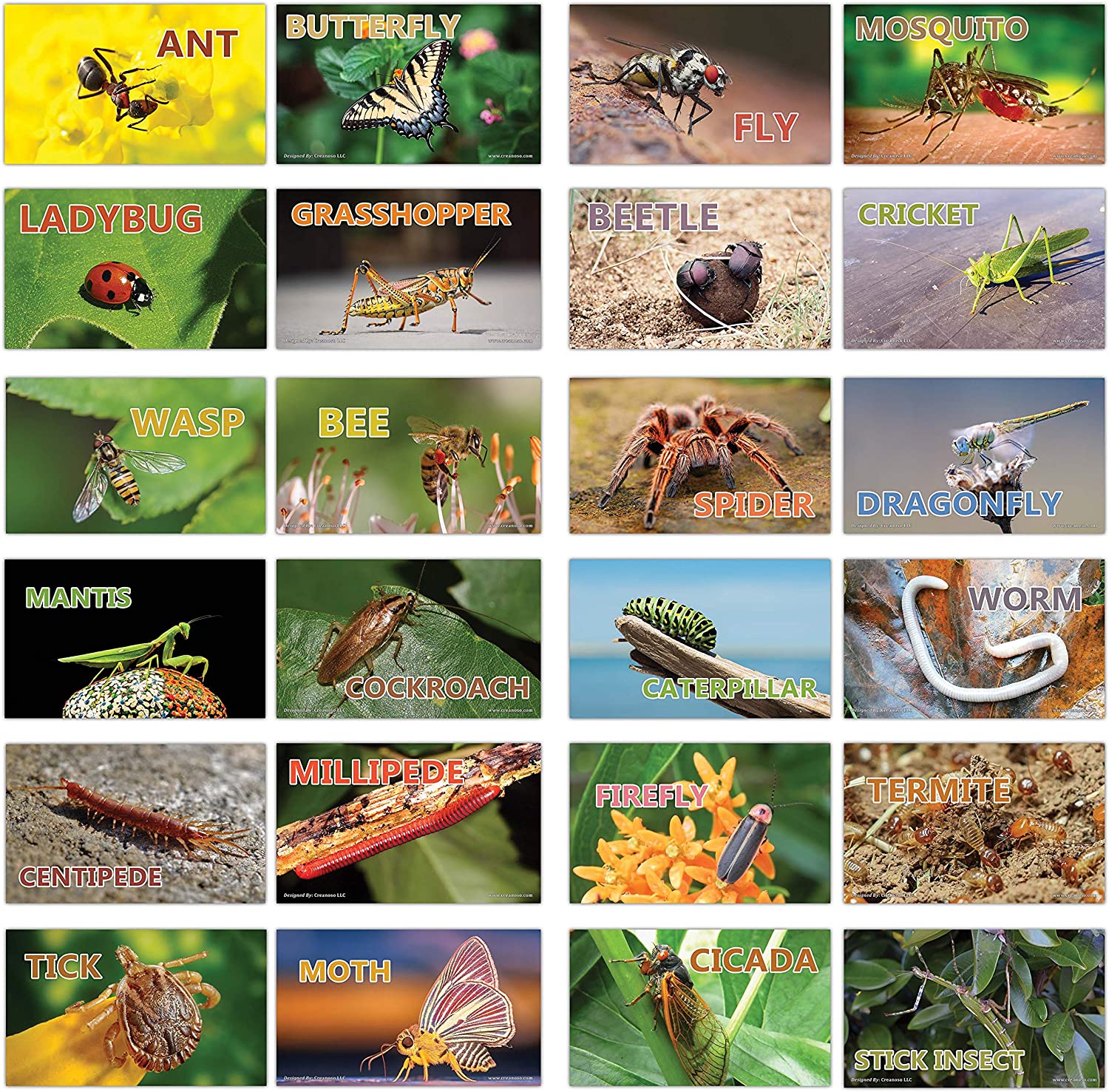 Creanoso Basic Educational Insects Flash Cards (120-Pack) â€“ Unique Educational Cards Gift Set â€“ Great Stocking Stuffers Gift for Kids, Boys & Girls â€“ Teaching Materials