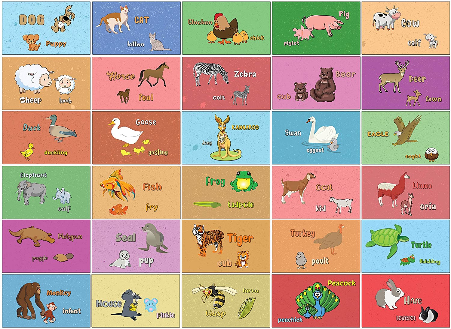 24 Animal Sounds Learning Flash Cards (120-Pack - 12 cards front & back designs x 10 sets )