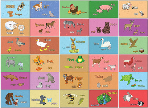 24 Animal Sounds Learning Flash Cards (60-Pack - 12 cards front & back designs x 5 sets)