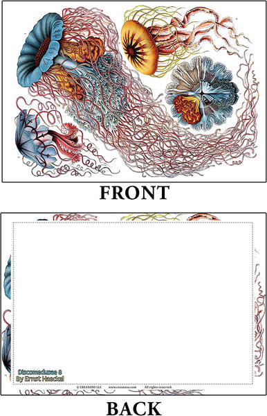 Creanoso Ernst Haeckel Postcards (60-Pack) - Premium Quality Gift Ideas for Children, Teens, & Adults for All Occasions - Stocking Stuffers Party Favor & Giveaways