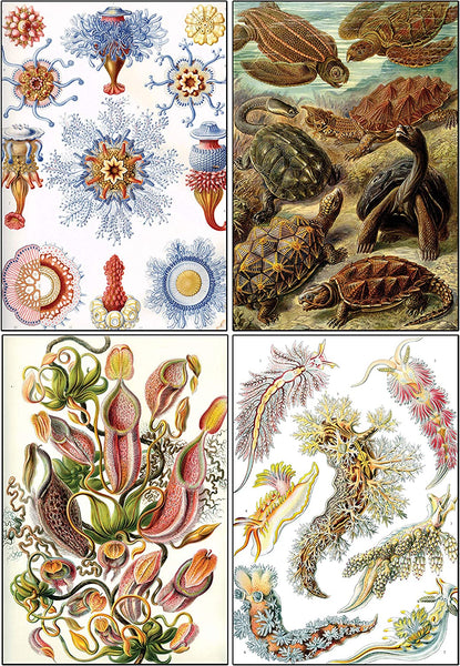Creanoso Ernst Haeckel Postcards (60-Pack) - Premium Quality Gift Ideas for Children, Teens, & Adults for All Occasions - Stocking Stuffers Party Favor & Giveaways