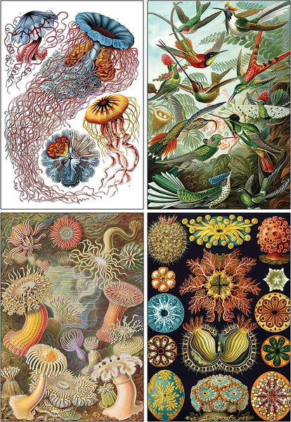 Creanoso Ernst Haeckel Postcards (60-Pack) - Premium Quality Gift Ideas for Children, Teens, & Adults for All Occasions - Stocking Stuffers Party Favor & Giveaways