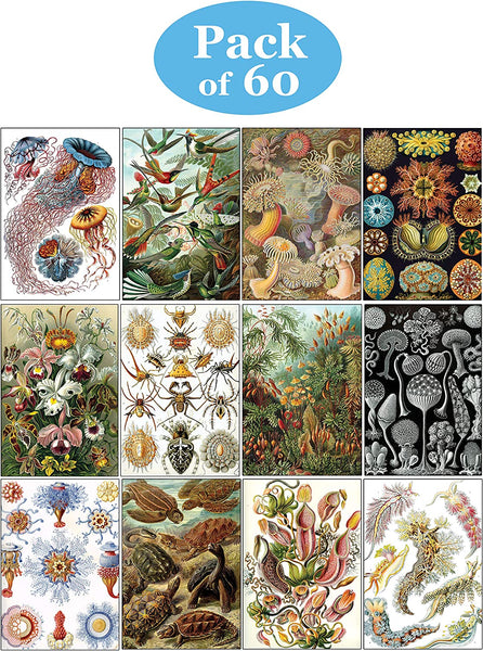 Creanoso Ernst Haeckel Postcards (60-Pack) - Premium Quality Gift Ideas for Children, Teens, & Adults for All Occasions - Stocking Stuffers Party Favor & Giveaways