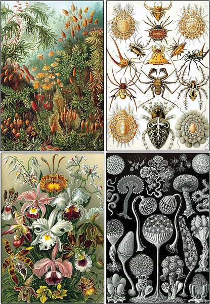 Creanoso Ernst Haeckel Postcards (60-Pack) - Premium Quality Gift Ideas for Children, Teens, & Adults for All Occasions - Stocking Stuffers Party Favor & Giveaways