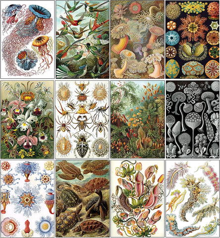 Creanoso Ernst Haeckel Postcards (60-Pack) - Premium Quality Gift Ideas for Children, Teens, & Adults for All Occasions - Stocking Stuffers Party Favor & Giveaways