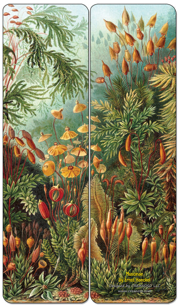 Creanoso Ernst Haeckel Bookmarks Series 2 - Premium Quality Bookmarks