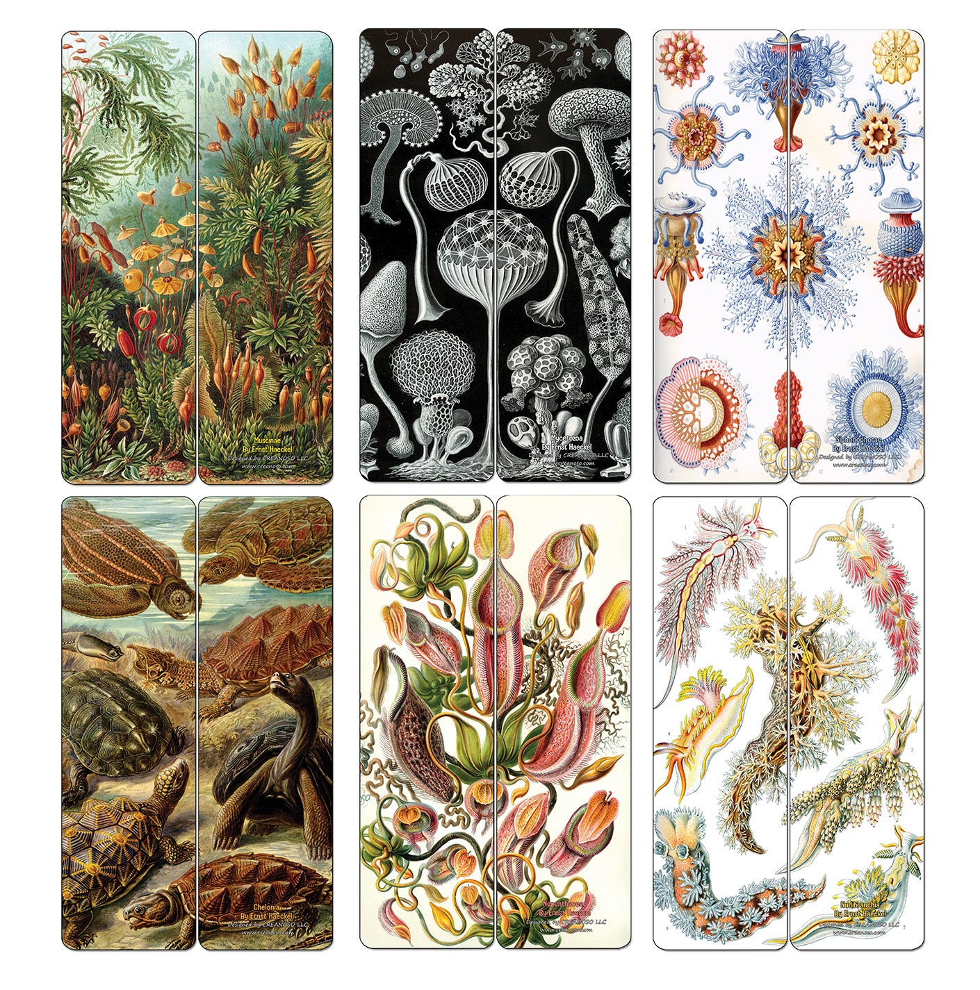 Creanoso Ernst Haeckel Bookmarks Series 2 - Premium Quality Bookmarks