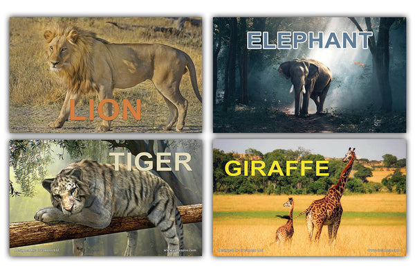 Creanoso Basic Zoo Animals Identification Learning Flashcards Ã¢â‚¬â€œ Mini Educational Cards Set