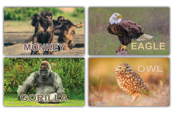 Creanoso Basic Zoo Animals Identification Learning Flashcards Ã¢â‚¬â€œ Mini Educational Cards Set