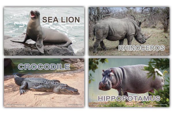 Creanoso Basic Zoo Animals Identification Learning Flashcards Ã¢â‚¬â€œ Mini Educational Cards Set