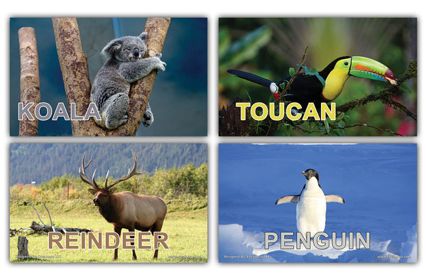 Creanoso Basic Zoo Animals Identification Learning Flashcards Ã¢â‚¬â€œ Mini Educational Cards Set