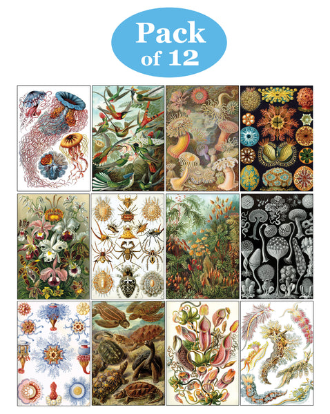 Creanoso Ernst Haeckel Bookmarks Series 2 - Premium Quality Gift Set