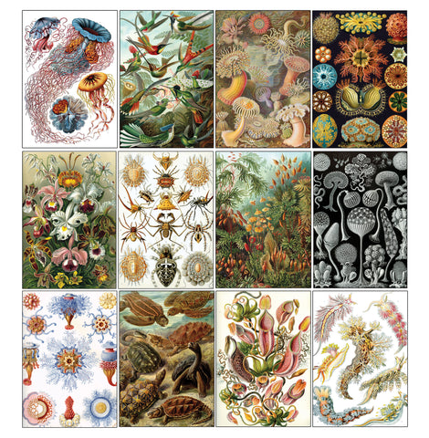 Creanoso Ernst Haeckel Bookmarks Series 2 - Premium Quality Gift Set