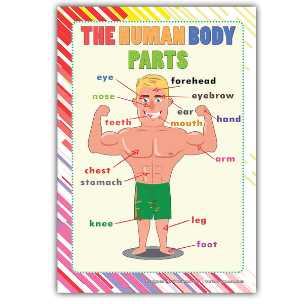 Creanoso Human Body Educational Learning Posters (24-Pack) - DIY Bulk Supply Home Teaching Set