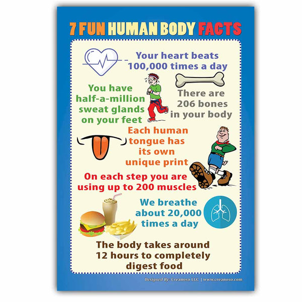 Creanoso Human Body Educational Learning Posters (24-Pack) - DIY Bulk Supply Home Teaching Set