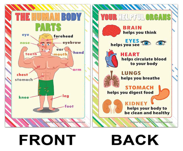 Creanoso Human Body Educational Learning Posters (24-Pack) - DIY Bulk Supply Home Teaching Set