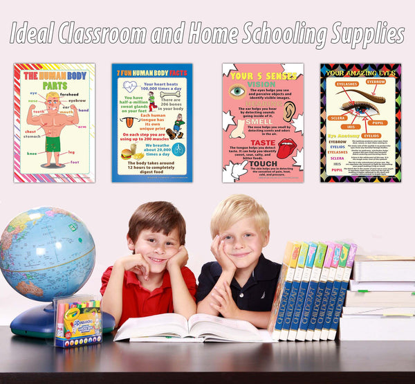 Creanoso Human Body Educational Learning Posters (24-Pack) - DIY Bulk Supply Home Teaching Set