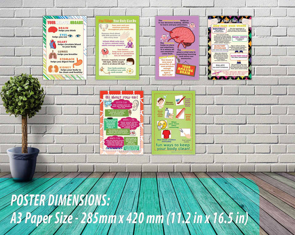 Creanoso Human Body Educational Learning Posters (24-Pack) - DIY Bulk Supply Home Teaching Set